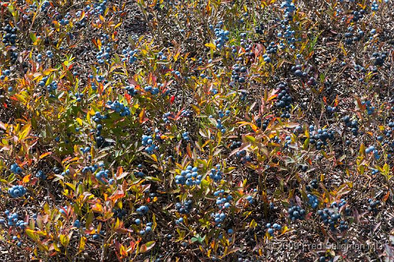 20090829_132534 D3.jpg - Blueberries, Lake St Jean Region